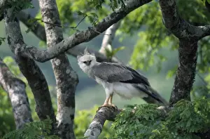 Drucke von Makakuhen-Erfinder / Philippinischer Adler - im Baum (Pithecophaga jefferyi). Philippinen Verwandte Bilder Drucke: Makaku-Erfinder Philippinischer Adler im Baum