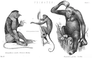 Primate Images Drucke: Monkeys & Gorilla