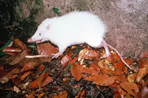 Mondratte Drucke: MOONRAT