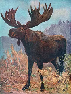 Drucke von Ein Moosel oder Eichhörnchen (Alces alces) Elch Drucke: Elsch(Cuthbert Schwanz)