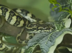 Drucke von Mehrliaspilota sind große Schlangen der Familie der Pythoniden Grüne Schlange Drucke: Jaguarbodenpython (Morelia spilota)