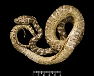 Gerahmter Druck : Carpetpython (Mehrleibiger Schlangenkatze), Mehrlebiges Spitzschwanz-Maßgebengewitter Gerahmter Druck : Carpetpython (Mehrleibiger Schlangenkatze), Mehrlebiges Spitzschwanz-Maßgebengewitter