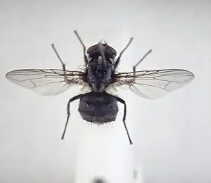 Natural History Museum Specimens Drucke: Morellia simplex, sweat fly