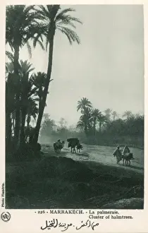 Morocco Morning Light Drucke: Morocco - Marrakesh - Cluster of Palmtrees
