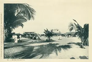 Palm Tree Lined Streets Drucke: Morondava, Madagascar
