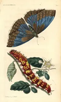 George Shaw Zoology Illustrations Drucke: Morpho telemachus butterfly