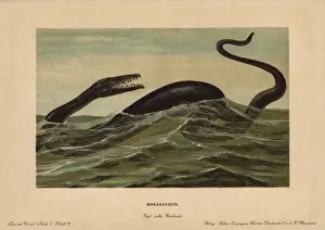 Mosasaur, Mosasaurus hoffmannii ist ausgestorbenes Geschlecht