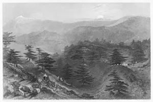Verwandte Bilder Drucke: Berg Libanon / Zedern