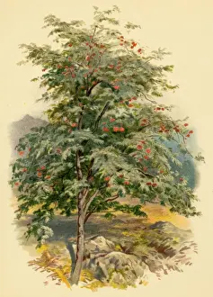 Mountain Ash Tree Drucke: Mountain Ash Tree