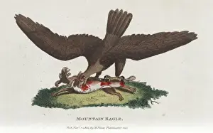 Mountain Landscape Paintings Drucke: Mountain eagle
