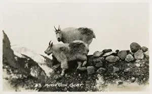 Canadian Mountain Landscape Photography Drucke: Mountain Goats in Canada