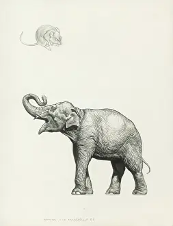 Maus und Elefant