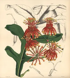Curtis Botanical Magazine History Drucke: Mr Cunninghams stenocarpus, Stenocarpus cunninghami