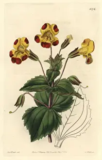 Hybrid Flowers Drucke: Mr Smiths monkey flower, Mimulus smithii