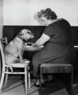 Drucke von Unergewöhnliche Freunde - Frau Mills, berühmte Pianistin mit Hund. 1960er Jahre Prominentenporträt Drucke: Frau Mills, berühmte Pianistin mit Hund