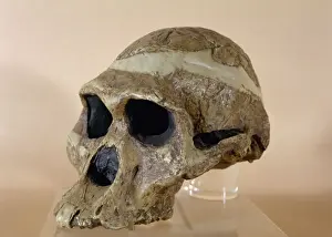Drucke von Frau Pleiß, Wiedergabe eines Schädelkopfes des Plesianthropus Transvaalensis gefunden bei Sterkfontein in Südafrika Miniopteridae Drucke: Frau Plehs Schädel
