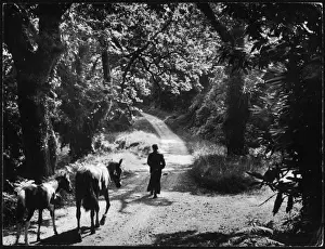 Muckross-Lane