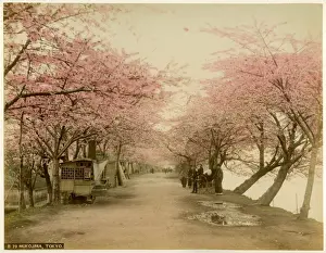 Japan Cherry Blossom Season Drucke: Mukojima, Tokyo