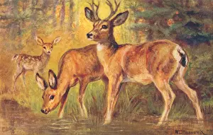 Rocky Mountains Wildlife Drucke: Mule Deer
