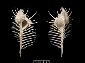 Murex Drucke: Murex-Perlen von der Schnecke Muren und die Perle des Aphrodites