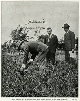 Musollini, Feldarbeit