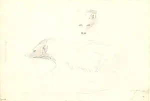 Captain Cook Second Voyage Drucke: Mustela