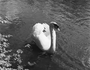 Wildlife Art Prints For Sale Drucke: MUTE SWAN