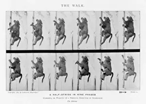 Drucke von Makaka geht zu Fuß Primaten Drucke: Einer von Eadweard Muybridges Ape