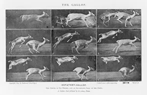 Eadweard Muybridge Prints Drucke: Muybridge - Deer