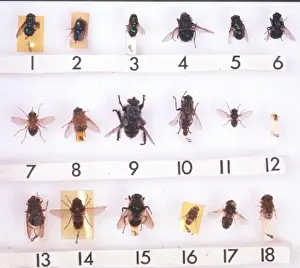Diptera Insects Drucke: Myiasis species