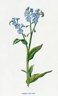 19th Century Botanical Prints Drucke: Myosotis Palustris