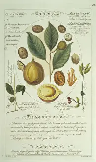 Botanisch Drucke: Meersnattergelb (Nutmeg)