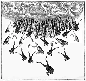 Ein mysteriöser Untergang der Frosche