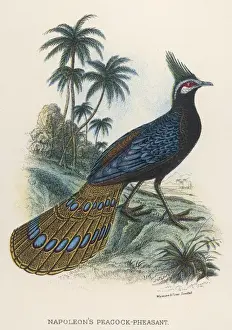 Rothschwanzpfeifer