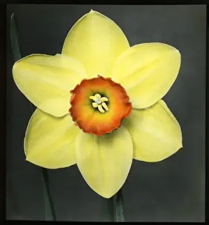 Bright Yellow Flowers Drucke: Narcissus Marksman