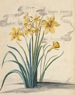 Narkissenart, Daphne pulegioides