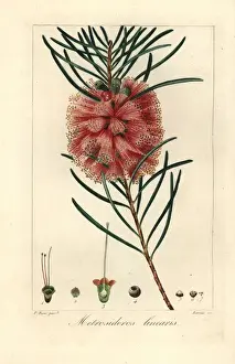 Handcolored Prints Drucke: Narrowleaf bottle brush, Callistemon linearis
