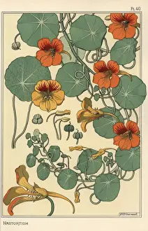 Eugene Grasset Drucke: Botanische Studie des Nasturtiums