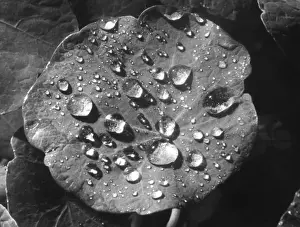 Nasturtium Leaf Drucke: Nasturtium Raindrops