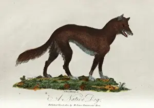 Australian Wildlife Prints Drucke: A native dog