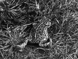 British Reptiles Drucke: Natterjack Toad