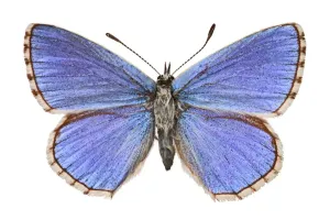 Blauer Adonisschmetterling