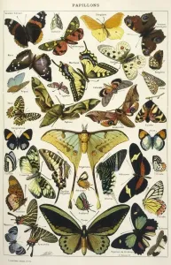 Schmetterlinge im Larousse
