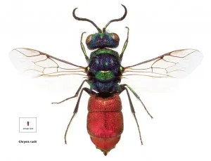 Chrysis rudii, roter Schwanzwesp