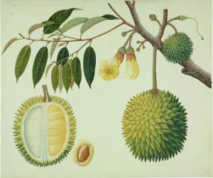 Botanisch Drucke: Durios Zibethinus, Durienobst