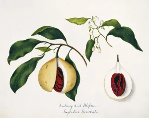 Zimtbohne Nyrustuca moschata