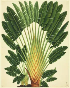 Botanisch Drucke: Strelitzia sp., Vogelparadiesblume