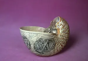 Nautilus Shell Drucke: Nautilus sp. nautilus shell