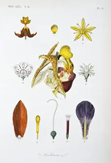 Flowering Plant Anatomy Drucke: Nectaries from various flowers