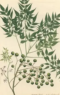 Natural History Museum Artwork Drucke: Neem Tree